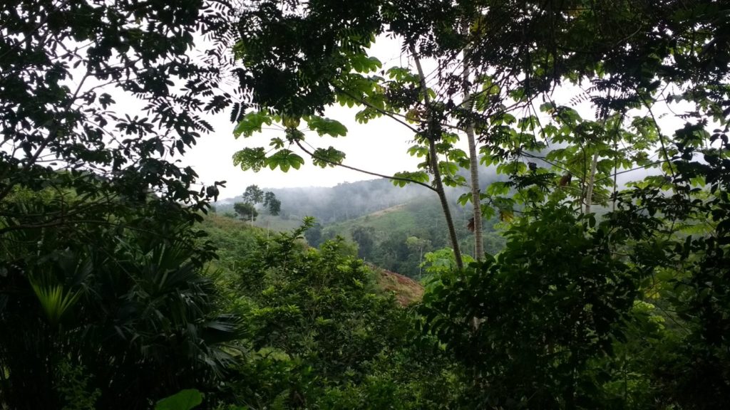 Protección territorial en Colombia, línea amarilla