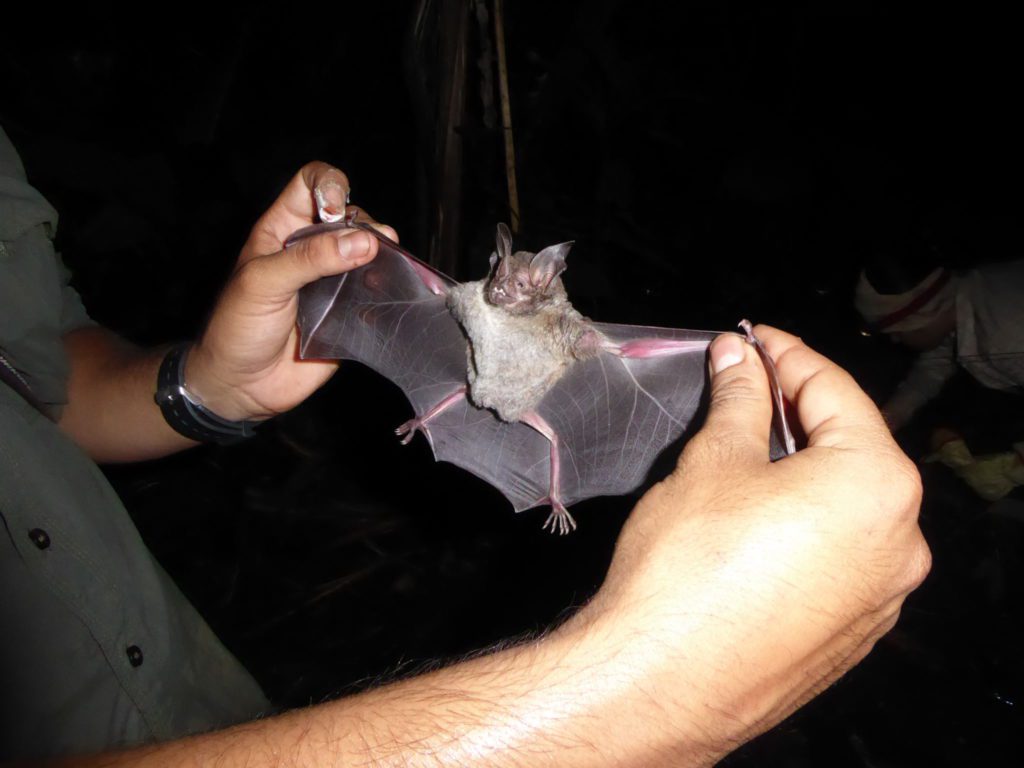 caracterización biológica