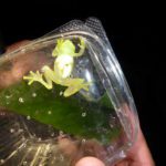 caracterización biológica